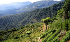 PAPUA NEW GUINEA COFFEE BEANS, PEABERRY MEDIUM ROASTED 2 OR 5 POUNDS