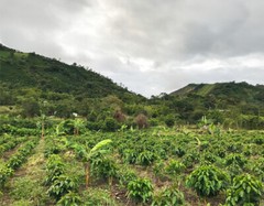 COLOMBIA – Premium Specialty Coffee – Unroasted Green Beans for Home Roasters