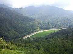 Lavanta Coffee Decaf Sumatra Gayo Mountain Mandheling Green or Roasted Coffee