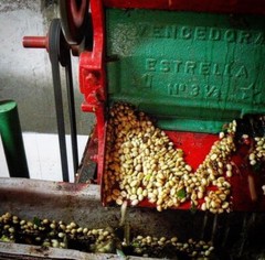6 LB COLOMBIA COLOMBIAN EXCELSO ROASTED PINK BOURBON COFFEE BEANS –