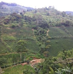 COLOMBIA – Premium Specialty Coffee – Unroasted Green Beans for Home Roasters