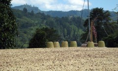 Costa Rican Geisha Reserve Coffee Beans Medium Roasted 6 Pounds In 1 Pound Bags