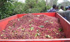 TANZANIAN KILIMANJARO COFFEE BEANS PEABERRY MEDIUM ROAST 2 POUNDS