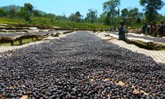 ITALIAN ESPRESSO COFFEE BEANS DARK ROASTED 5 POUNDS IN 1 POUND BAGS
