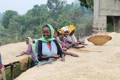 ETHIOPIAN YIRGACHEFFE COFFEE BEANS MEDIUM ROASTED 5 POUNDS