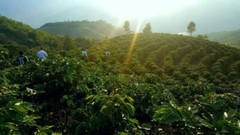 5 LBS HIGH ALTITUDE PERUVIAN PERU UNROASTED GREEN COFFEE BEANS – ORGANIC ARABICA