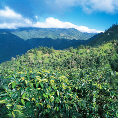 PANAMA GEISHA COFFEE BEANS MEDIUM ROASTED 4 POUNDS