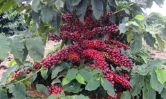 100% HAWAIIAN KONA COFFEE BEANS DARK ROASTED 2 BAGS 1 POUND EACH