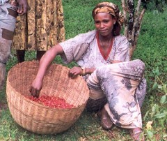 Ethiopia Harrar natural, unroasted green coffee, Grade 1, cooperative, 4lbs
