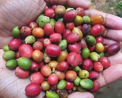 Organic 100% unroasted Coffee Beans / Powder from Ceylon/ Natural Harvested