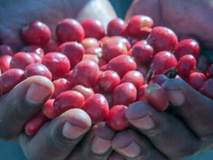 Ethiopia Sunrise – (Light Roast) 312g, 11oz Bag