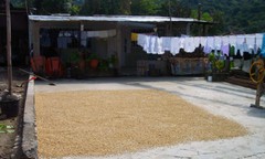 KENYA AA COFFEE BEANS DARK ROASTED 5 POUNDS