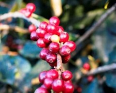 COSTA RICAN GEISHA COFFEE BEANS MEDIUM ROASTED 1 POUND BAG