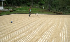 Coffee Beans Panama Bouquet Fresh Roasted Dark Daily 2 Pounds, 1 Pound Bags
