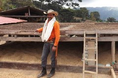 Honduras Natural organic unroasted green coffee beans, Royal Reserva, 4lbs