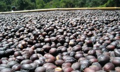 BALI BLUE MOON COFFEE BEANS MEDIUM ROASTED 5 POUNDS IN 1 POUND BAGS