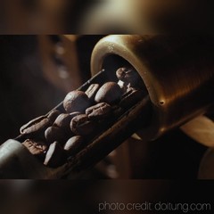 DoiTung Whole Bean Coffee, 100% Arabica, Single Origin 7.05 oz (200 g)【US DDP】