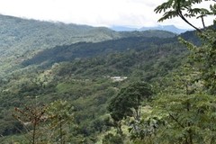 10 lbs BOLIVIA FAIR TRADE ORGANIC (FTO) AAA GREEN COFFEE BEANS FREE SHIPPING