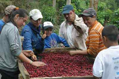 GUATEMALAN HUEHUETENANGO COFFEE BEANS DARK ROASTED 2 POUNDS