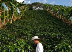COSTA RICAN TARRAZU COFFEE BEANS MEDIUM ROASTED 5 POUNDS