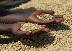 5 LBS ETHIOPIAN ETHIOPIA LEKEMPTI GREEN UNROASTED COFFEE BEANS – ARABICA