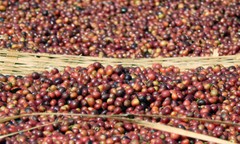 Coffee Beans Panama Bouquet Fresh Roasted Dark Daily 2 Pounds, 1 Pound Bags