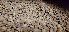 5 LB BRAZIL SWP SWISS WATER PROCESS UNROASTED GREEN COFFEE BEANS – ARABICA DECAF