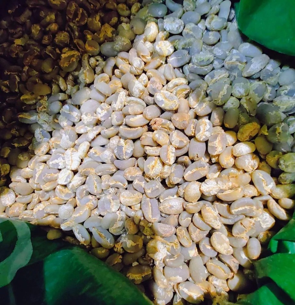 BEST NEW! Arabica Gayo Green Bean Semi Wash – Aceh Tengah Raw Coffee Beans 5kg