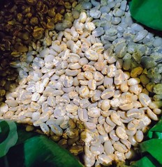BEST NEW! Arabica Gayo Green Bean Semi Wash – Aceh Tengah Raw Coffee Beans 5kg