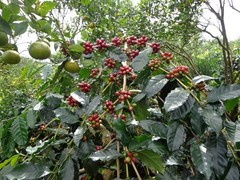 Lavanta Coffee Costa Rica Tarrazu Arabica Green or Roasted Coffee