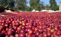 100% Jamaican Blue Mountain Coffee Beans Medium Roasted 8 Pounds in 1 Pound Bags