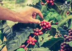 Alto Grande Coffee 32 Ounce Super Premium Whole Bean 100 Arabica Coffee