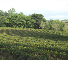 Costa Rica Cafetico – Single Origin – Caturra-Catuai varietal – Medium Roast