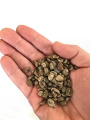 4 LB Green Sumatra Mandheling Coffee Beans – Green Beans for the home roaster