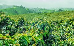 5 LBS GUATEMALA GUATEMALAN FRESH UNROASTED GREEN COFFEE BEANS – ARABICA
