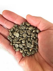 5 lbs Green Coffee – Nicaragua Jinotega green coffee – chocolate, floral, berry