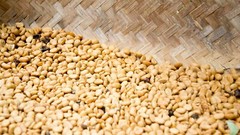 1 lb authentic Kopi Luwak Gayo wild Civet whole beans coffee roasted