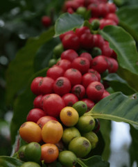 ✔️LOT OF 2 BAGS 100% HAWAIIAN COFFEE HUALALAI ESTATE Kona Hawaii 7oz WHOLE BEAN