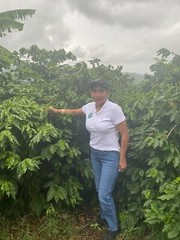 PAPUA NEW GUINEA COFFEE BEANS, PEABERRY MEDIUM ROASTED 2 OR 5 POUNDS