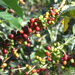 Indonesia Aceh Gayo Arabica Coffee Beans | Fresh Roasted Single Origin 500g