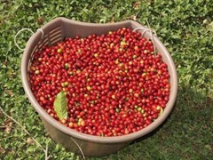 Kenya Karani Peaberry Coffee Beans Fresh Roasted Medium Daily 5 X 1 Pound Bags