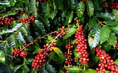 2, 5, 10 LB RWANDA RWANDAN FRESH ROASTED COFFEE WHOLE BEANS OR GROUND – ARABICA