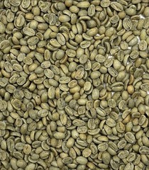 Green Coffee Beans / Guatemala Finca Santa Margarita/ 10 Pound / UNROASTED