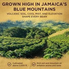 Wallenford Jamaica Blue Mountain Coffee Beans 16oz PACK OF 6