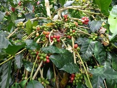 Lavanta Coffee Costa Rica Tarrazu Arabica Green or Roasted Coffee