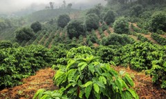 BALI BLUE MOON COFFEE BEANS MEDIUM ROASTED 5 POUNDS