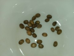 100% Ceylon Coffee Beans Green / Raw / Unroasted homemade 1-1/2 pound