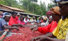 PAPUA NEW GUINEA COFFEE BEANS PEABERRY MEDIUM ROASTED 5 POUNDS