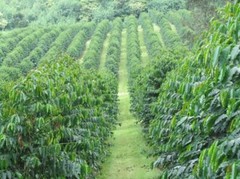 2, 5, 10 LB UGANDA ORGANIC FRESH ROASTED COFFEE WHOLE BEAN, GROUND – ARABICA