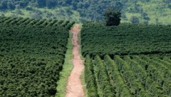 2, 5, 10 LB MEXICO FRESH ROASTED COFFEE WHOLE BEAN, GROUND – ARABICA